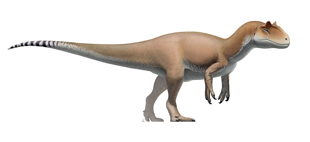 At up to 33 feet long, Allosaurus fragilis hunted differently than later predators like T. rex.