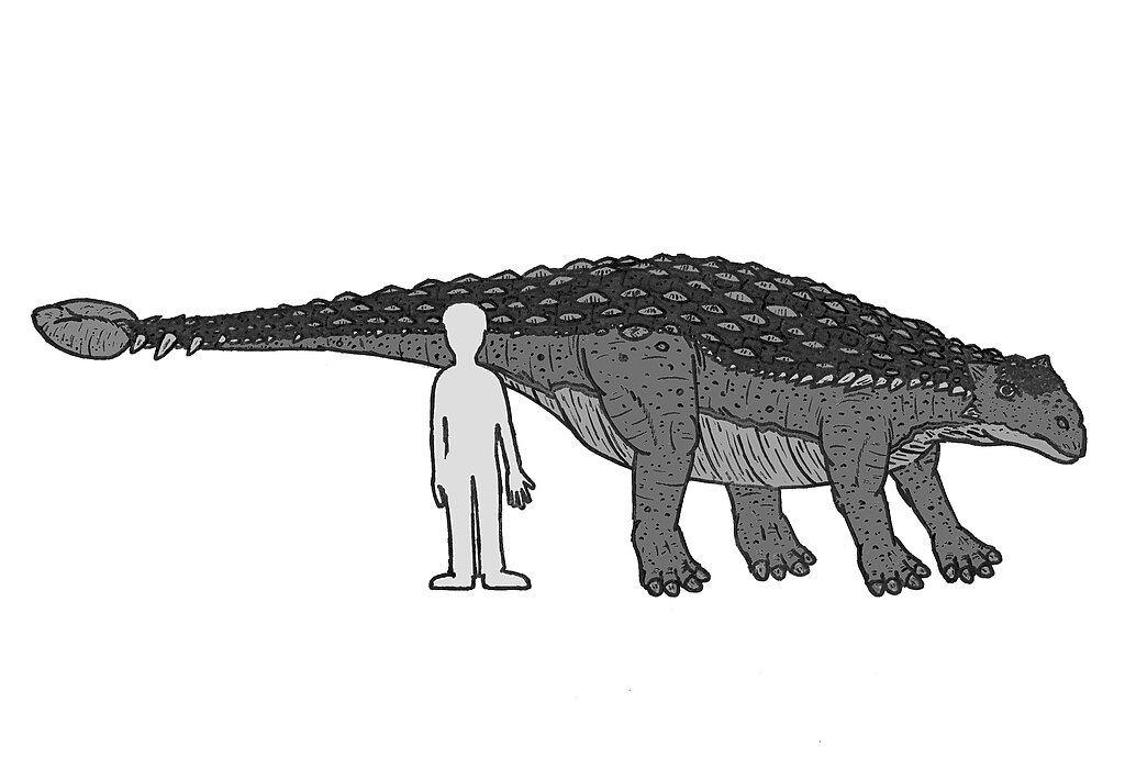 Ankylosaurus