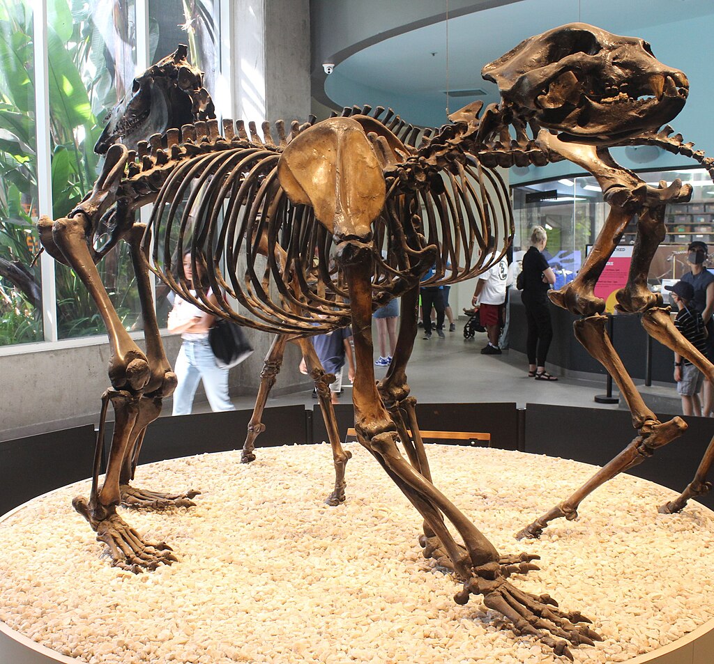 Skeleton of Arctodus simus on display at the Page Museum at the La Brea Tar Pits.