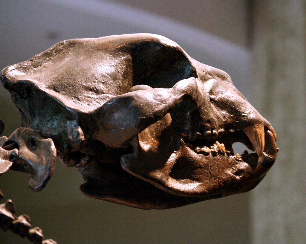 Arctodus simus skull