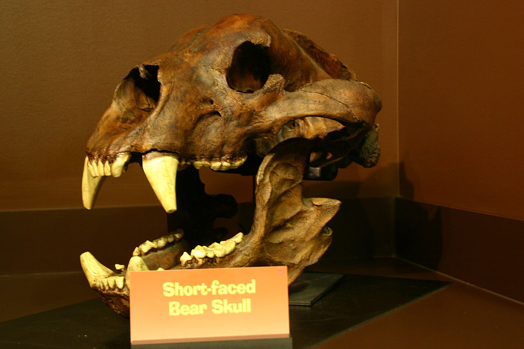 Arctodus_skull