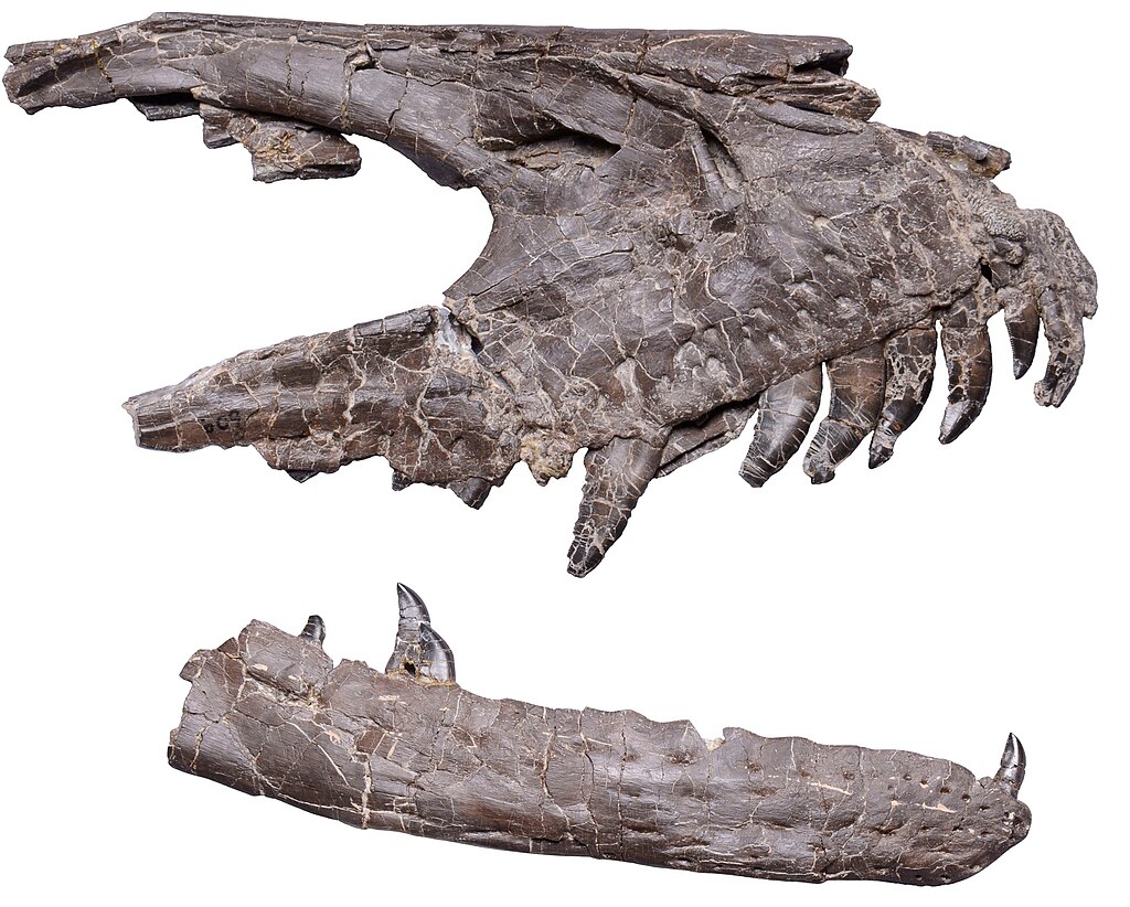 Deinonychus antirrhopus Ostrom
