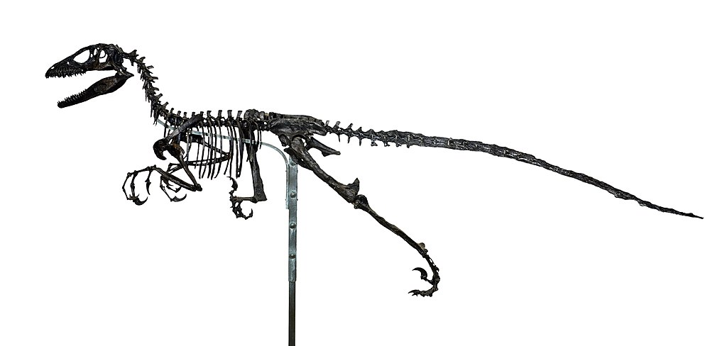 Deinonychus antirrhopus skeleton