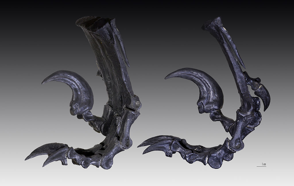 Cast of left hind foot of Deinonychus antirrhopus