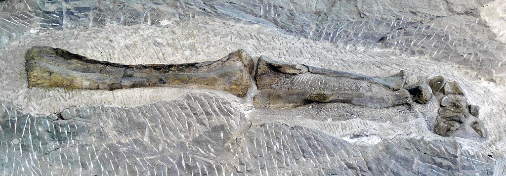 Diplodocus leg bone