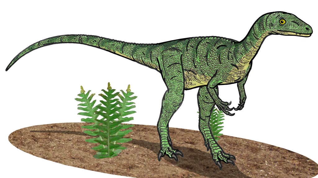 Early dinosaurs like Eoraptor and Herrerasaurus were small, bipedal creatures, typically measuring 3 to 6 feet in length.