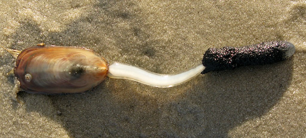 Lingula anatina, a species of brachiopod, here photographed on Stradbroke Island, Australia
