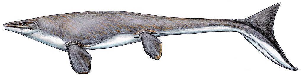Platecarpus