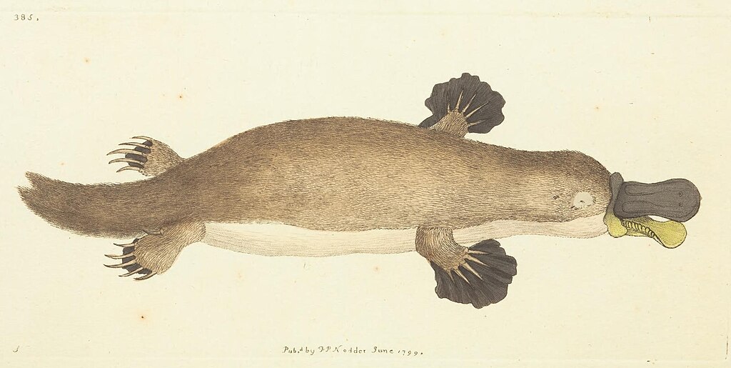 Platypus (Ornithorhynchus anatinus)