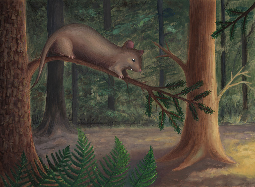 Scientific illustration of an alphadon