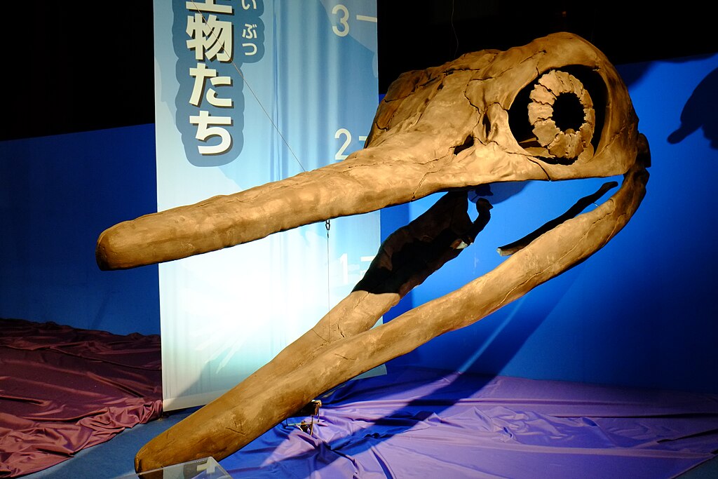 Shonisaurus skull