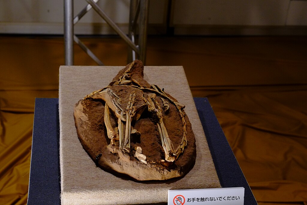 Sinornithoides fossil