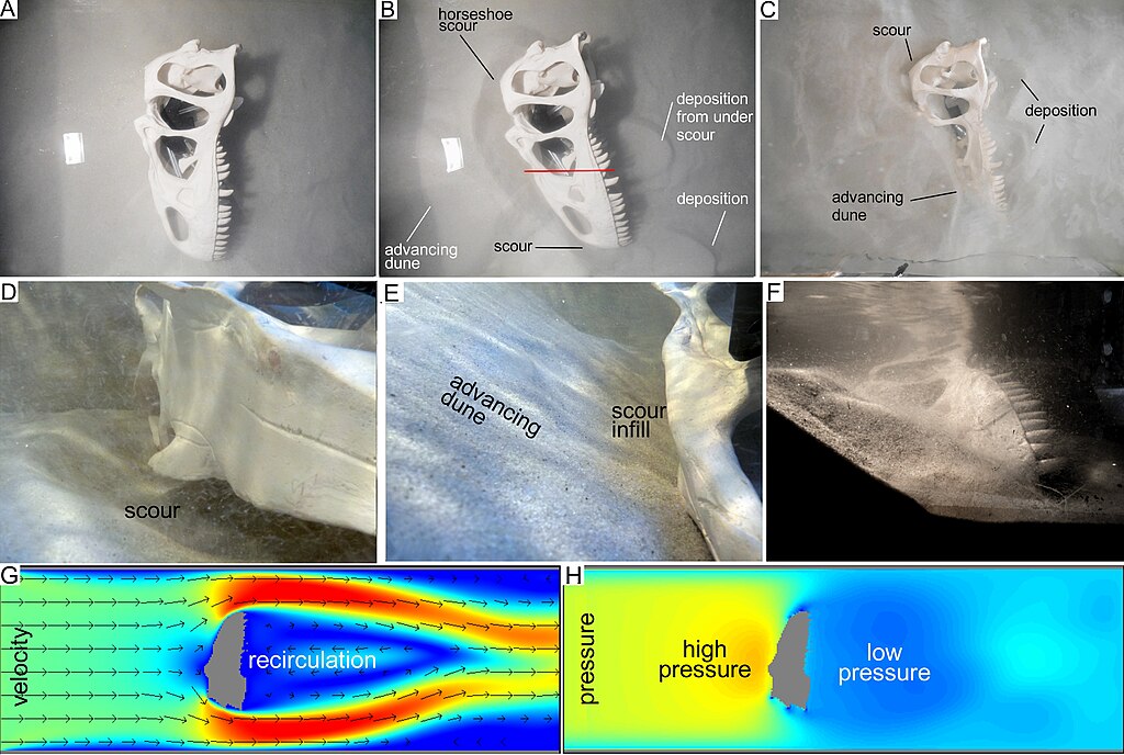 Computer modeling of dinosaur skull