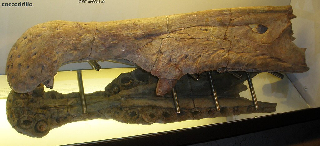 Spinosaurus aegyptiacus - jaw