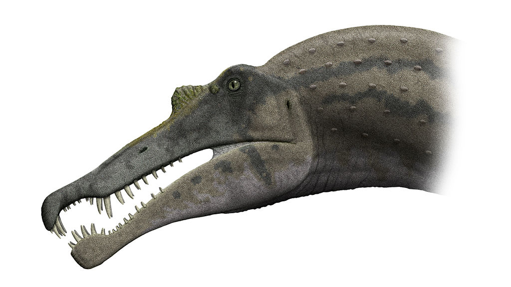 Spinosaurus skull