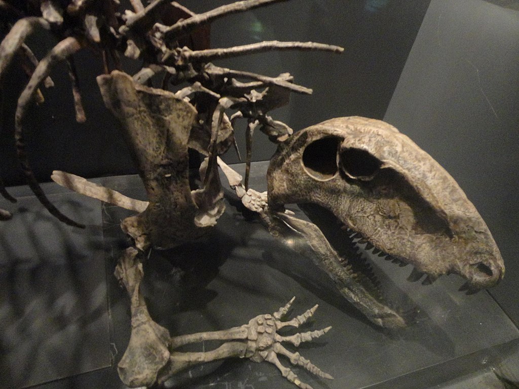Synapsid fossil