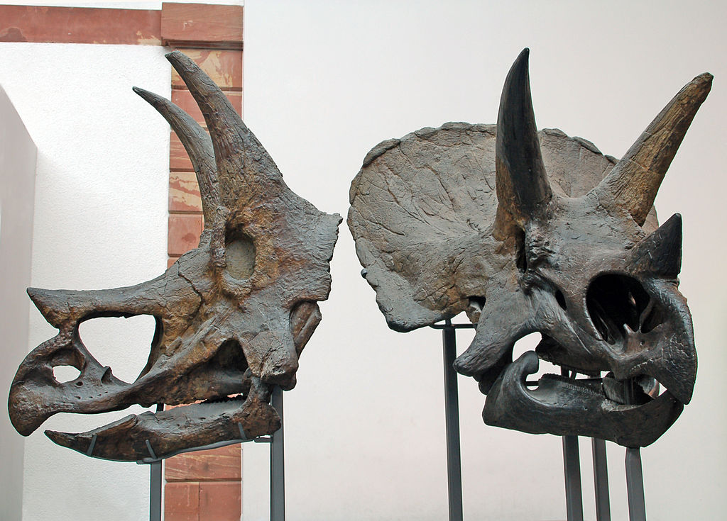 Triceratops and Stegosaurus grew at more moderate rates, with bone histology revealing distinct growth cycles.