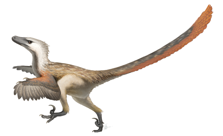 How Fast Could Velociraptors Really Run? – Dino World