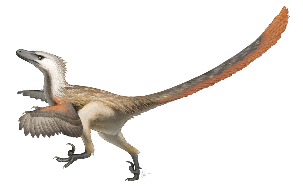 Illustration of a feathered dinosaur, possibly a dromaeosaurid, with brown and white plumage. It has a long tail and sharp claws, suggesting agility and speed.