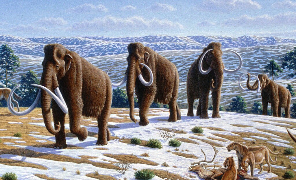The theory that short-faced bears hunted mammoths gains traction from evidence suggesting they were powerful mega-predators, capable of taking down large prey.