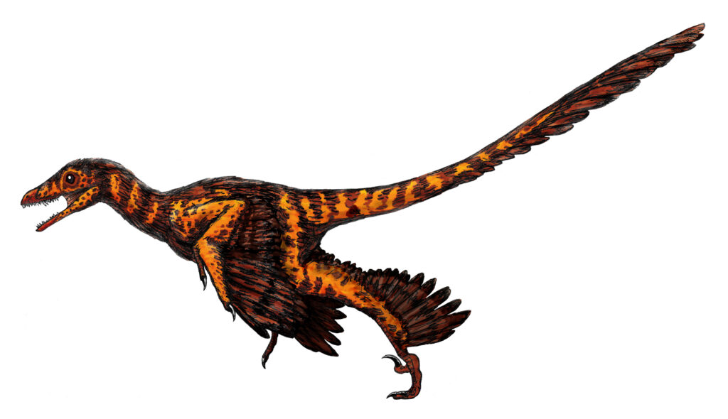 Illustration of a small feathered dinosaur with vibrant orange and black stripes, a long tail, and outstretched wings, conveying a sense of agility.