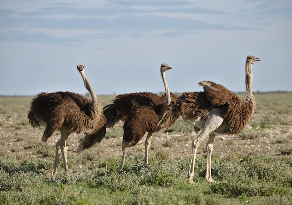 Three ostriches stand on a grassy plain, their feathers ruffled by the wind. The sky is clear, giving the scene a sense of open, natural serenity.