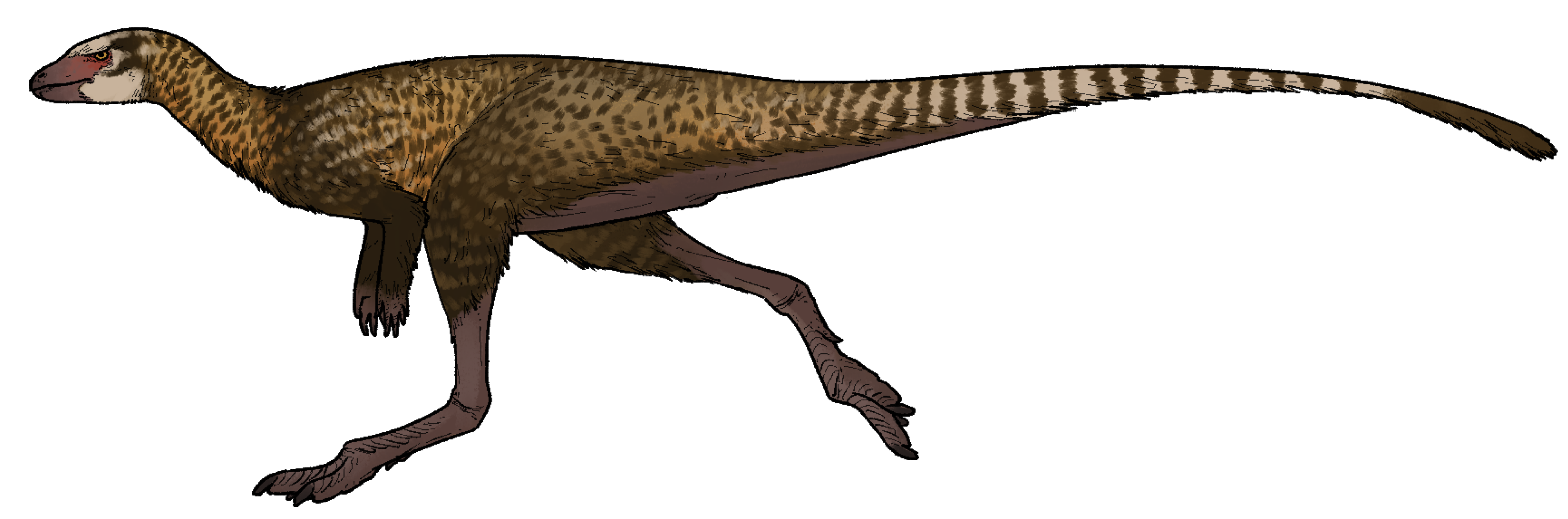 Illustration of Archaeocursor asiaticus, a small ornithopod dinosaur, depicted in a running stance with slender limbs and a streamlined body.