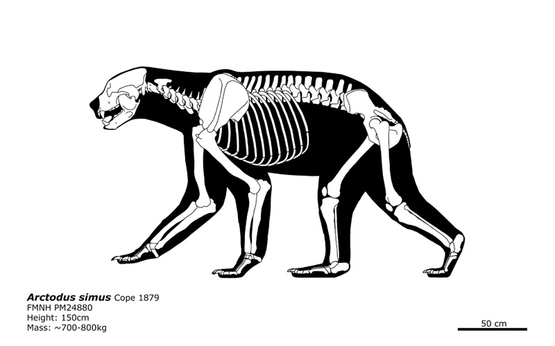 Arctodus simus skeletal
