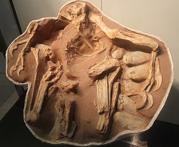 The "Big Mama" Citipati osmolskae skeleton on display at the American Museum of Natural History