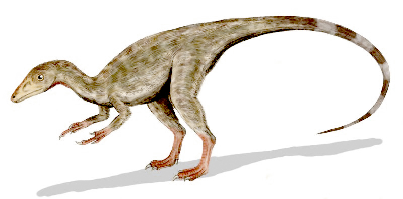 Illustration of a small, feathered dinosaur, with a long pointed tail, slender limbs, and a curious expression. Its colors are earthy tones, suggesting camouflage.