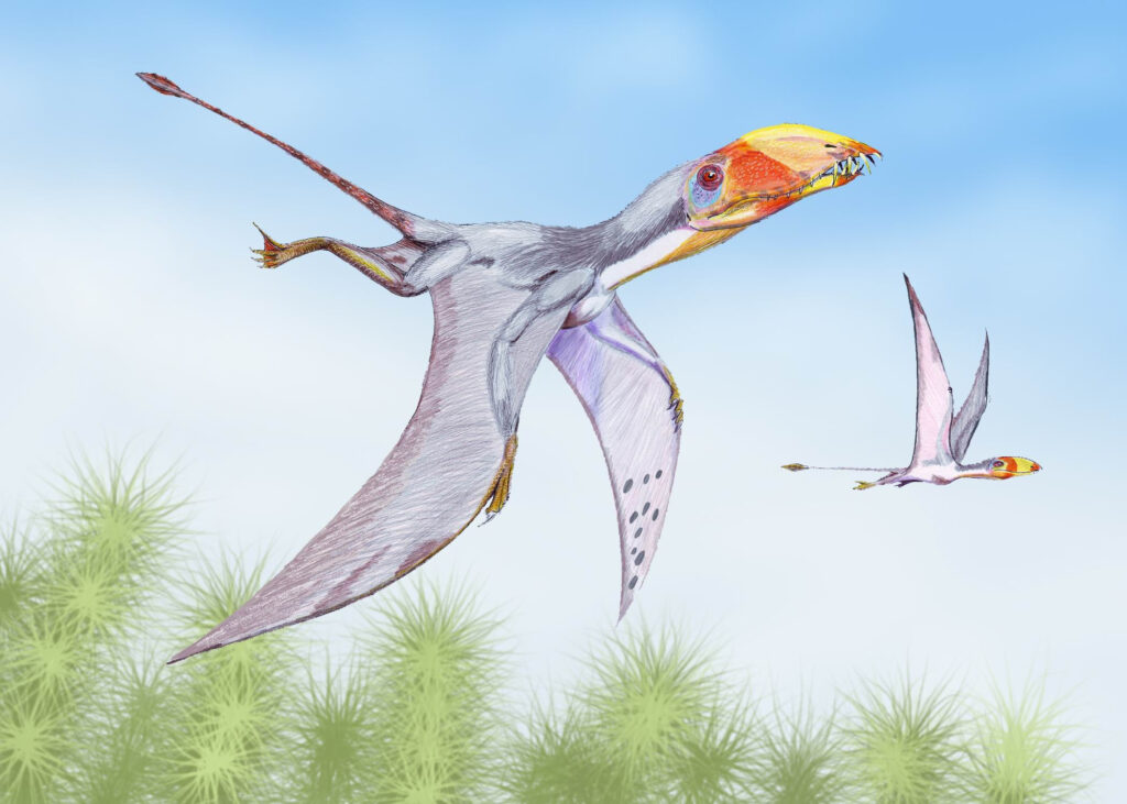 Illustration of two pterosaurs with vibrant orange and yellow beaks flying over green foliage against a clear blue sky, evoking a prehistoric scene.