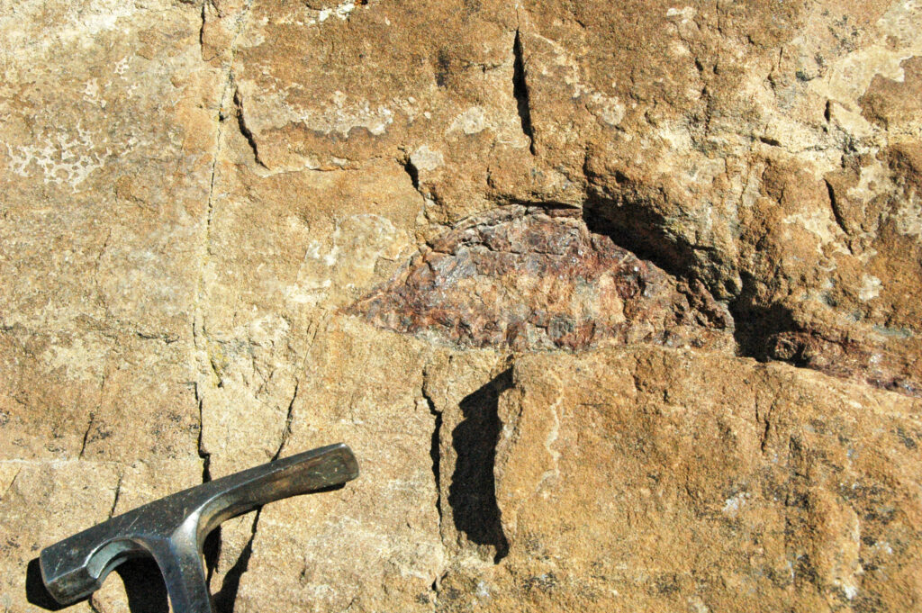 Dinosaur bone in sandstone (Morrison Formation, Upper Jurassic; western side of Dinosaur Ridge, Colorado, USA)