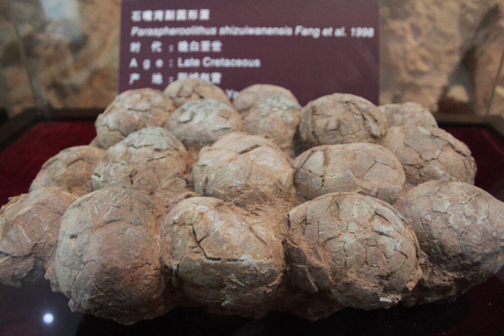 Display of fossilized dinosaur eggs clustered together, exhibiting a cracked and textured surface. A museum information placard is partially visible in the background.