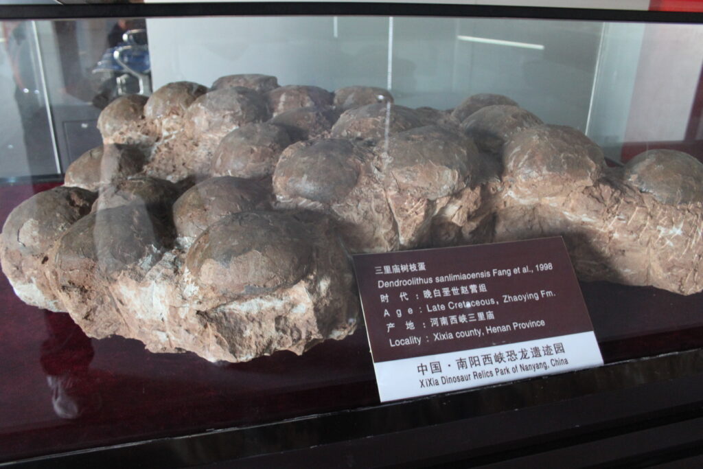 Display case with fossilized dinosaur eggs at XiXia Dinosaur Relics Park, Nanyang, China. Sign indicates Late Cretaceous period, Henan Province.
