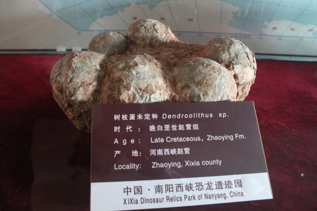 Dinosaur egg fossils labeled as Dendroolithus sp., displayed on a red surface. A sign details their Late Cretaceous origin in Nanyang, China.
