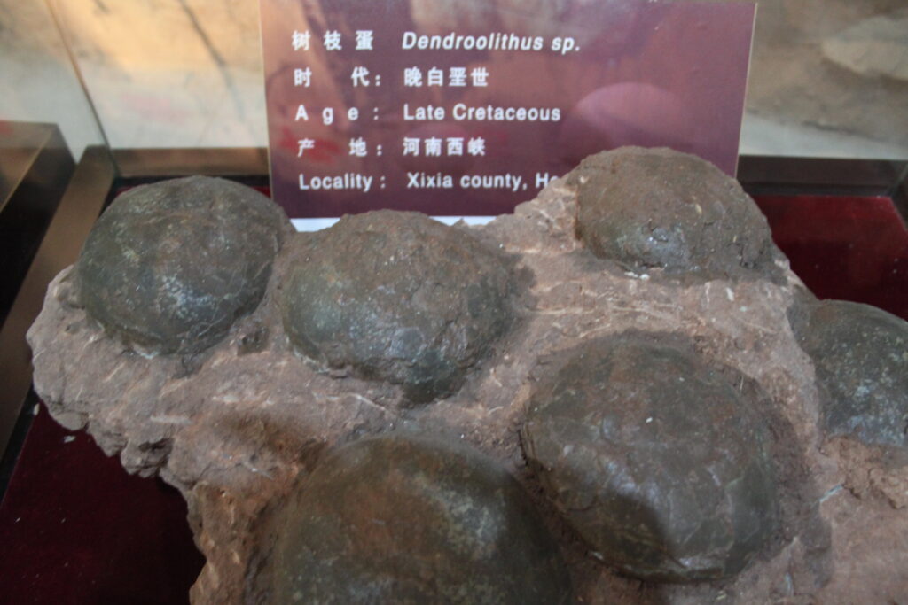 A fossilized cluster of round, textured eggs labeled "Dendroolithus sp." from the Late Cretaceous, displayed with a sign detailing its origin, Xixia County.