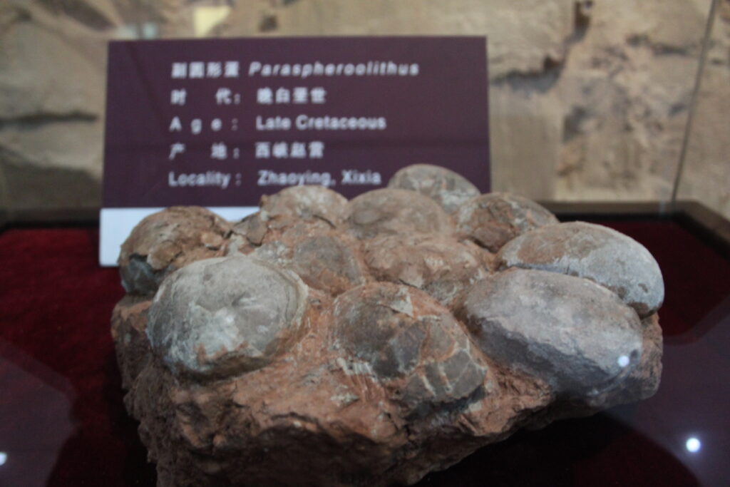 A fossilized dinosaur egg clutch from the Late Cretaceous rests on a red display. The background shows an informational sign with text in Chinese and English.