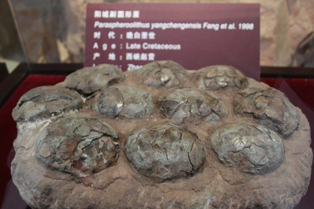 Fossilized dinosaur egg cluster from the Late Cretaceous displayed in a museum. The eggs are cracked and embedded in rock, under a descriptive plaque.