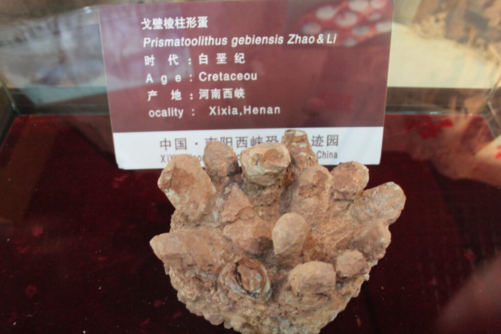 Fossilized dinosaur egg clutches displayed on a red surface with an informational sign in the background indicating Cretaceous age and Henan, China location.