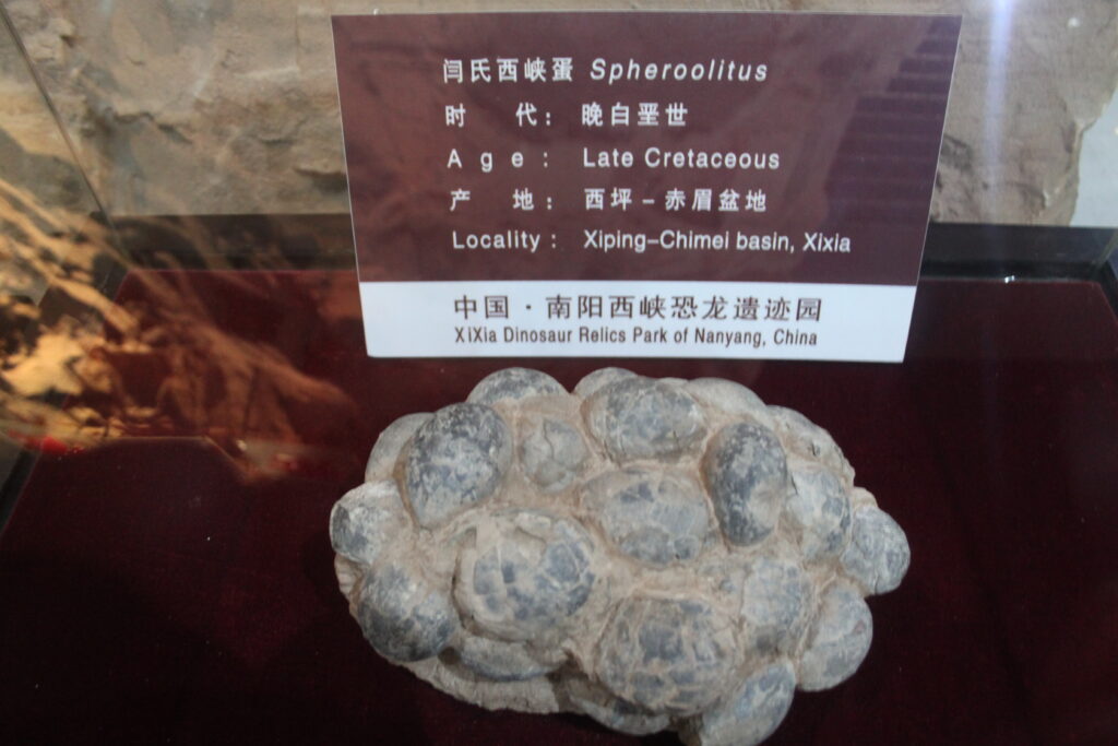 A close-up of a fossil labeled "Spheroolitus" displayed at XiXia Dinosaur Relics Park. The fossil is textured and rests on a burgundy surface, accompanied by a sign with information in Chinese and English.