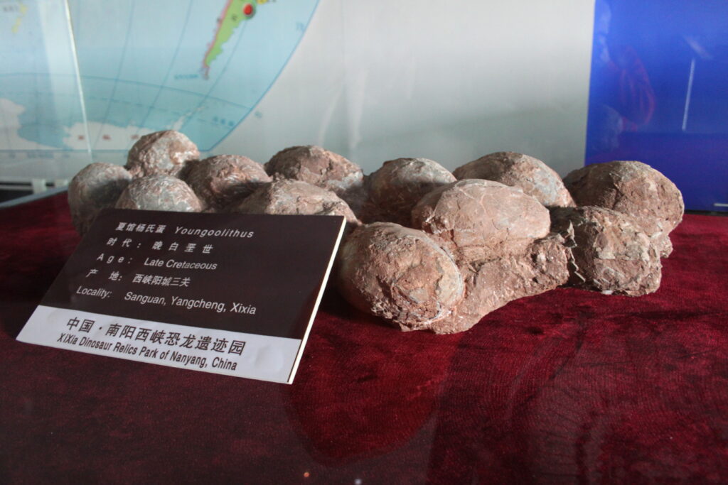 Cluster of fossilized dinosaur eggs on display with a dark plaque labeled "Youoolithus." Set on a red velvet surface with a map background.
