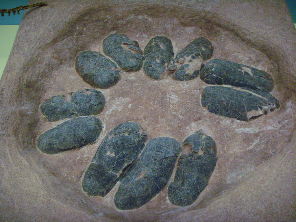 Eggs_of_Oviraptor