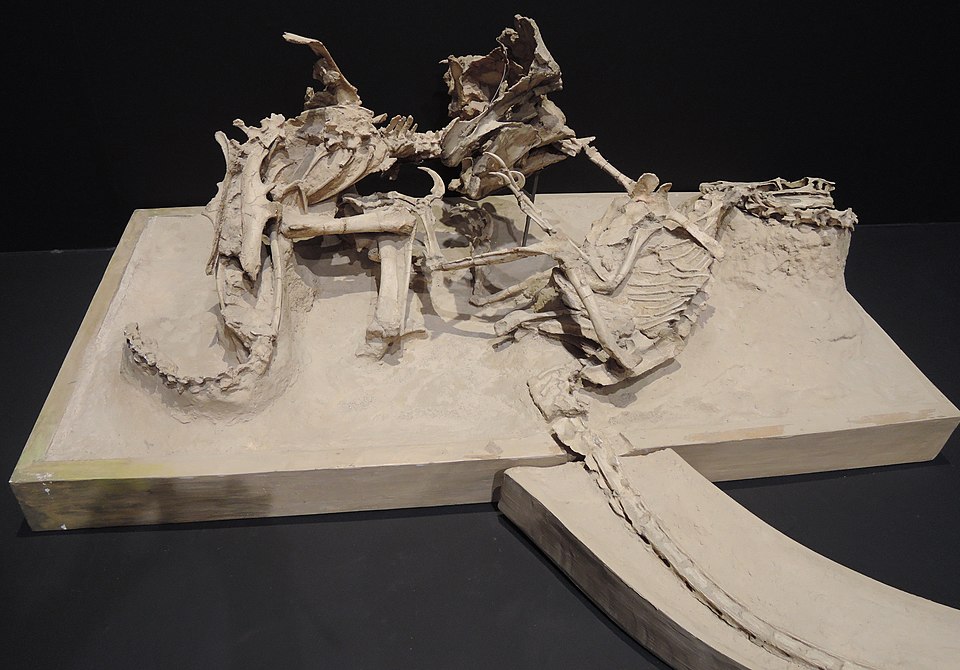 Fossil cast of the Fighting Dinosaurs at the Nagoya City Science Museum, Japan, 2014