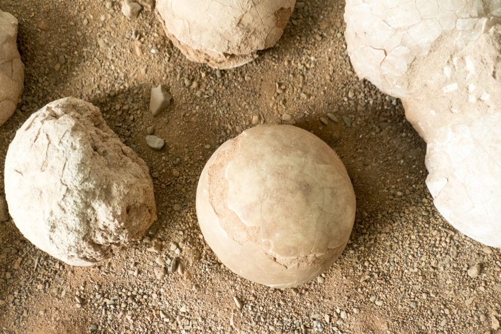 Close-up of several round, fossilized dinosaur eggs on a sandy, textured ground. The eggs are variously cracked, conveying a sense of ancient history.