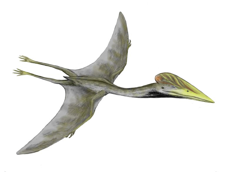 Illustration of a pterosaur flying with outstretched wings. It has a long, pointed beak and a distinctive head crest, set against a plain white background.