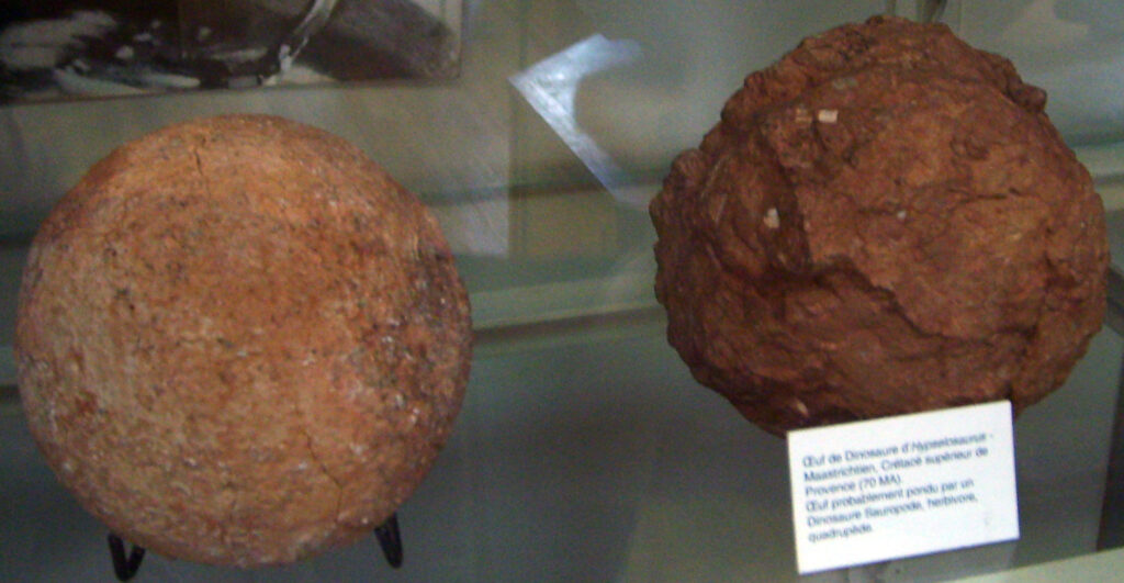 Two dinosaur eggs displayed in a glass case. The left egg is smooth and round, while the right is rough and textured, with a small label below.