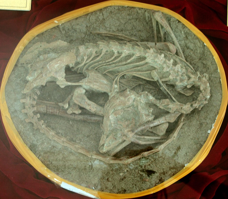 Mei Long specimen at the Shandong Tianyu Museum of Nature