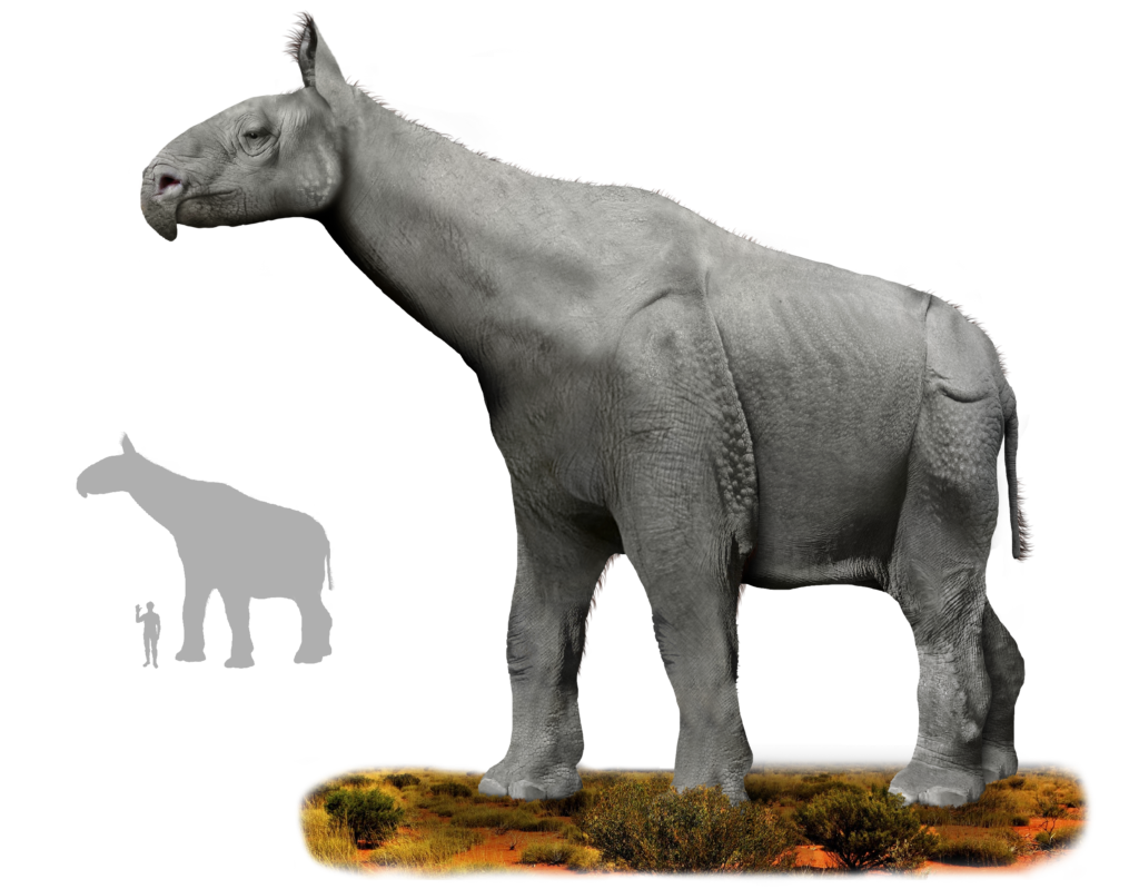 A gray Paraceratherium stands in a desert landscape. It resembles a giant, hornless rhinoceros. A silhouette comparison shows its size next to a human.
