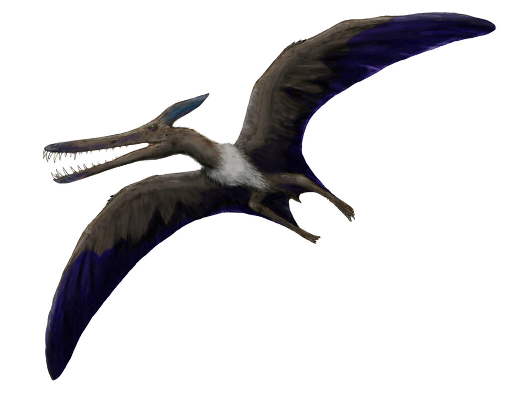 Illustration of a flying pterosaur with a long beak and sharp teeth, dark brown wings with a hint of blue, and a body covered in furry feathers.
