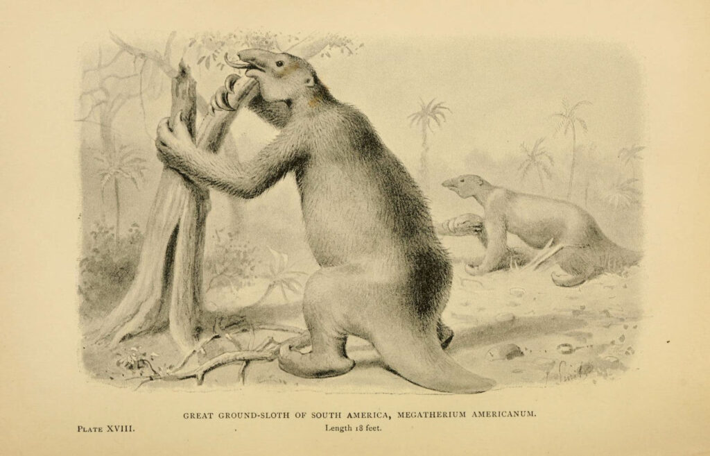 Illustration of two giant ground sloths, Megatherium, in a prehistoric landscape. One is standing upright eating leaves, with palm trees in the background.